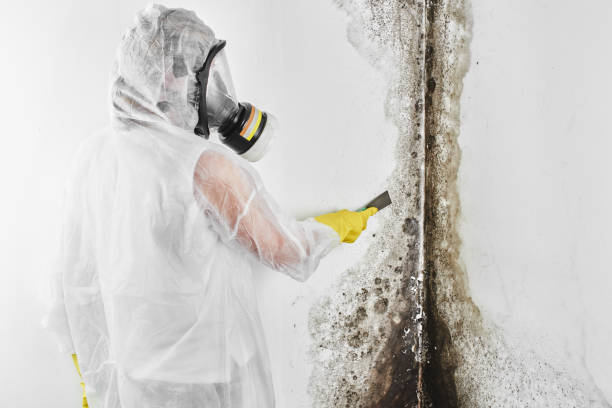 Best Mold Remediation Services  in Sayreville, NJ