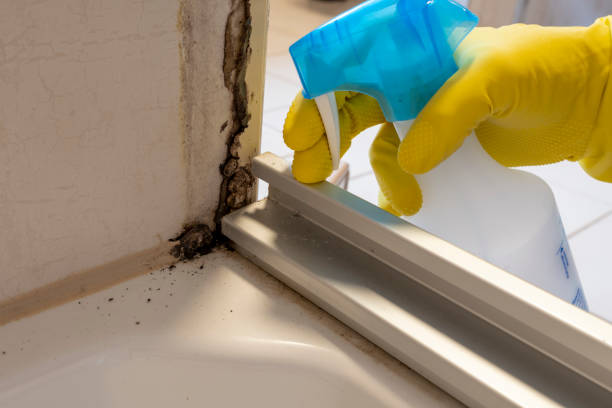 Mold Removal and Inspection in Sayreville, NJ