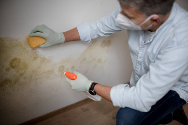 Professional Mold Removal in Sayreville, NJ