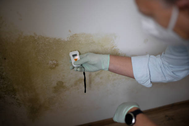 Best Mold Damage Repair  in Sayreville, NJ