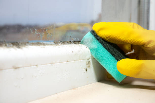 Best Mold Removal Process  in Sayreville, NJ