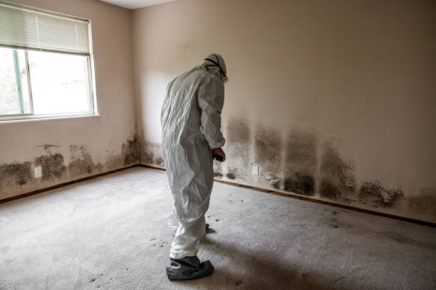 Mold Removal Process in Sayreville, NJ