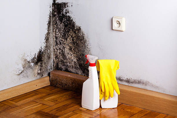 Certified Mold Removal in Sayreville, NJ