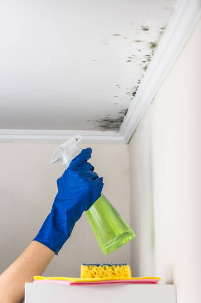 Best Fast Mold Removal  in Sayreville, NJ