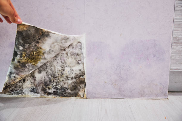 Best Emergency Mold Removal  in Sayreville, NJ